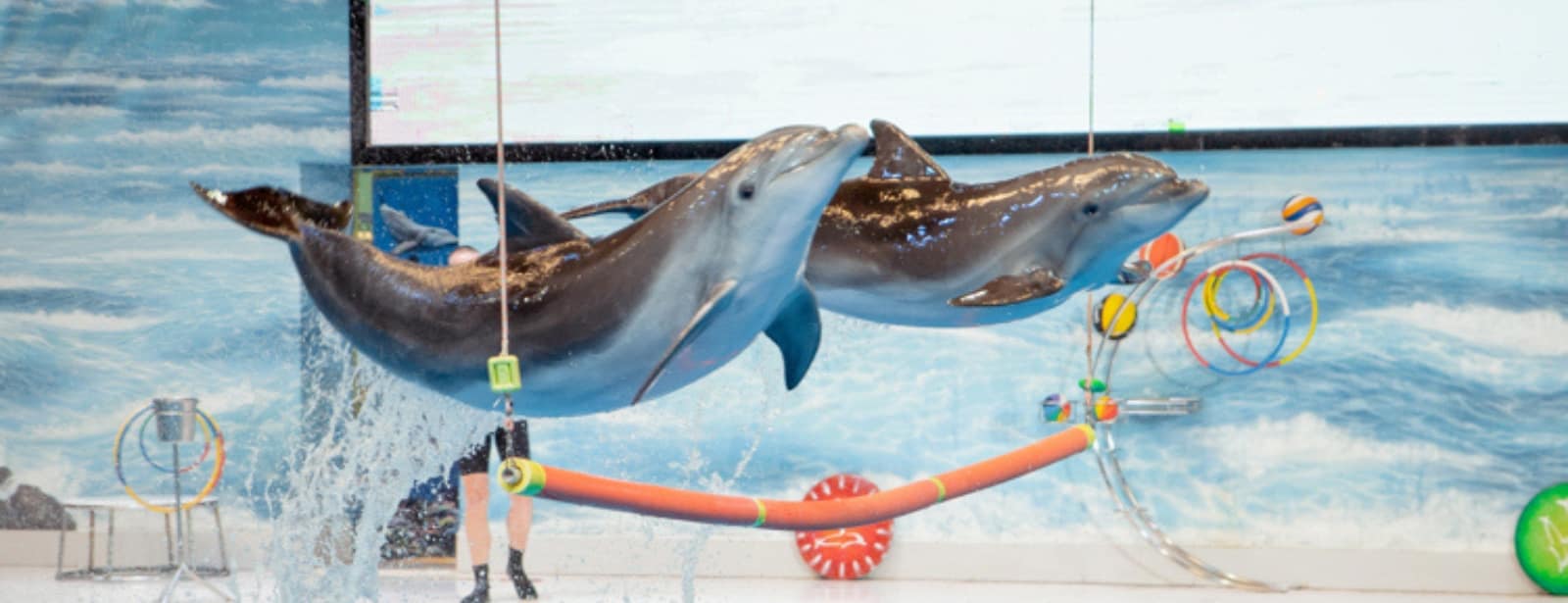 Dolphin & Seal Show - Dubai Dolphinarium + The Green Planet Dubai - Combo Must-see attractions at directholidaysme.com Dolphin & Seal Show - Dubai Dolphinarium + The Green Planet Dubai - Combo Must-see attractions at bahrainmegadeals.com