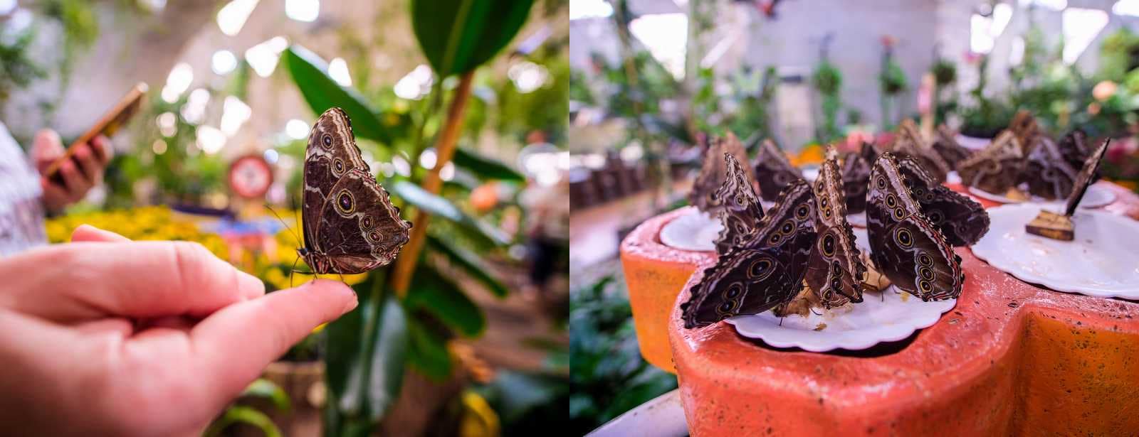 Butterfly Garden Must-see attractions at bahrainmegadeals.com