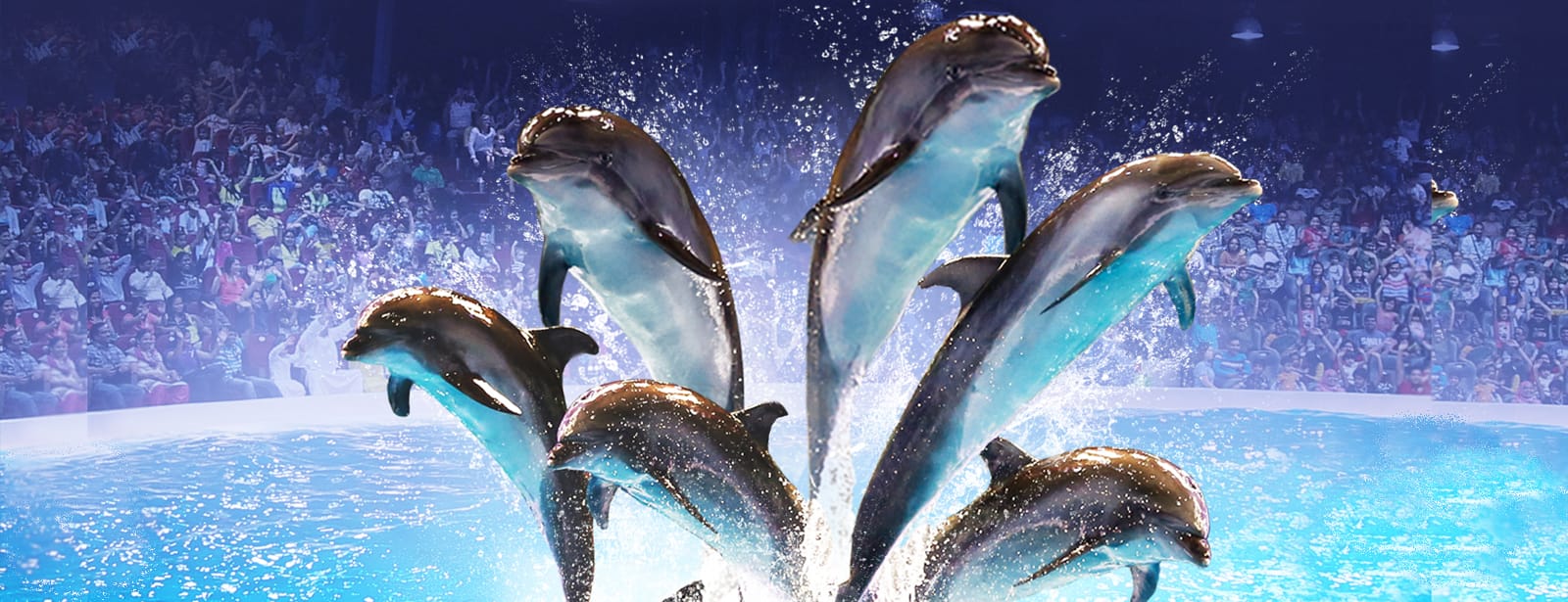 Dolphin & Seal Show - Dubai Dolphinarium Must-see attractions at directholidaysme.com Dolphin & Seal Show - Dubai Dolphinarium Must-see attractions at bahrainmegadeals.com