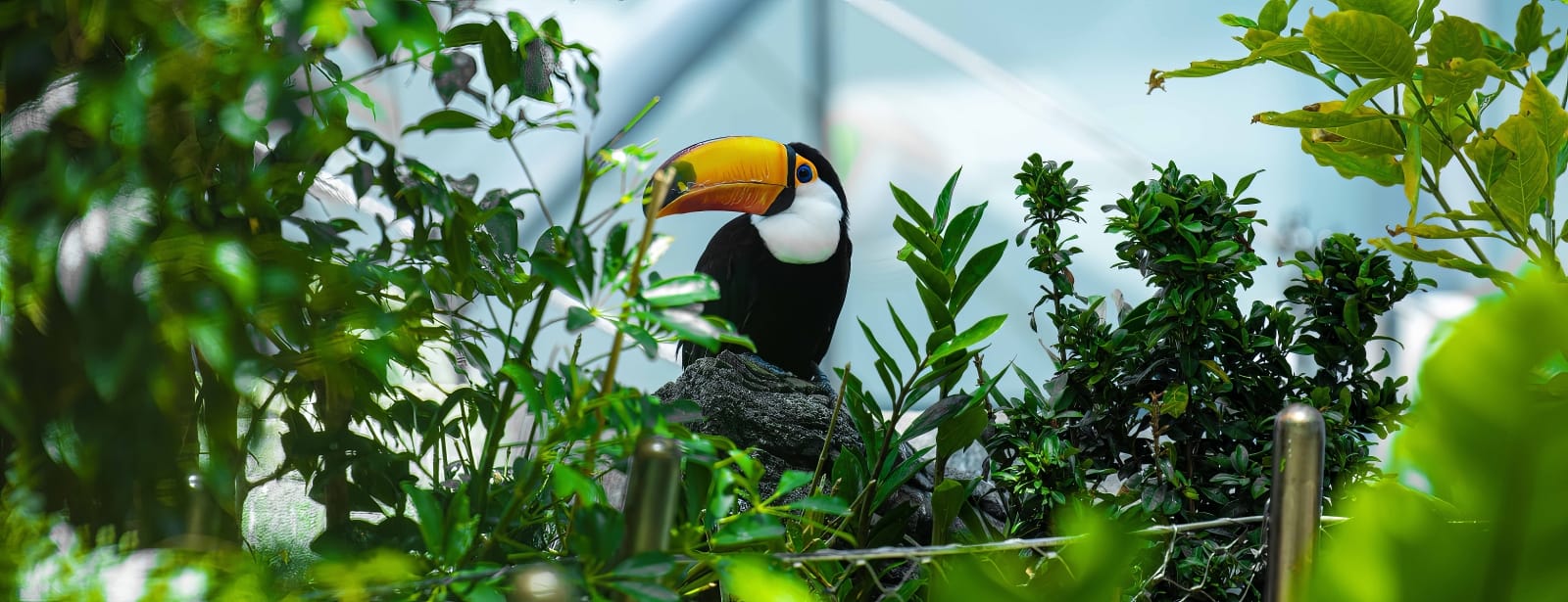 The Green Planet Dubai Theme Parks at bahrainmegadeals.com