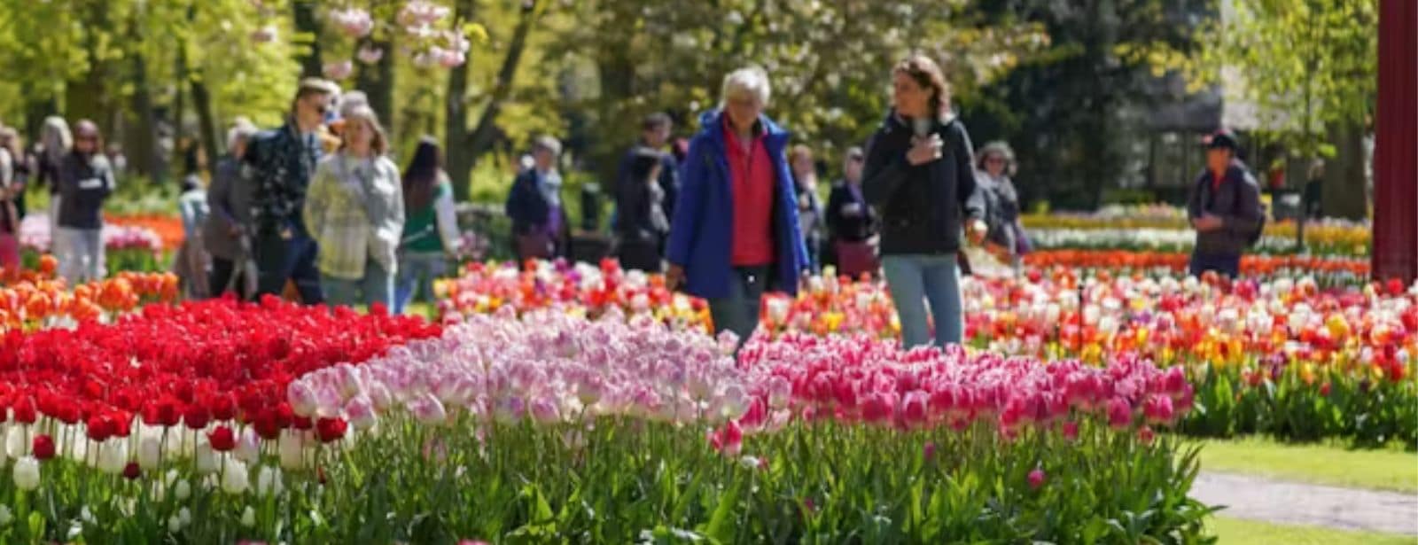 Keukenhof Gardens with transport Recently Added Experiences at directholidaysme.com Keukenhof Gardens with transport Recently Added Experiences at bahrainmegadeals.com