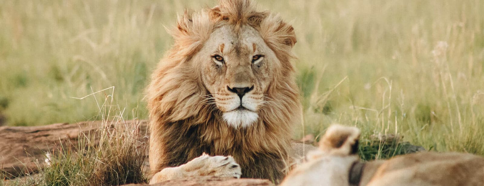 Dubai Safari Park Experiences at directholidaysme.com Dubai Safari Park Experiences at bahrainmegadeals.com