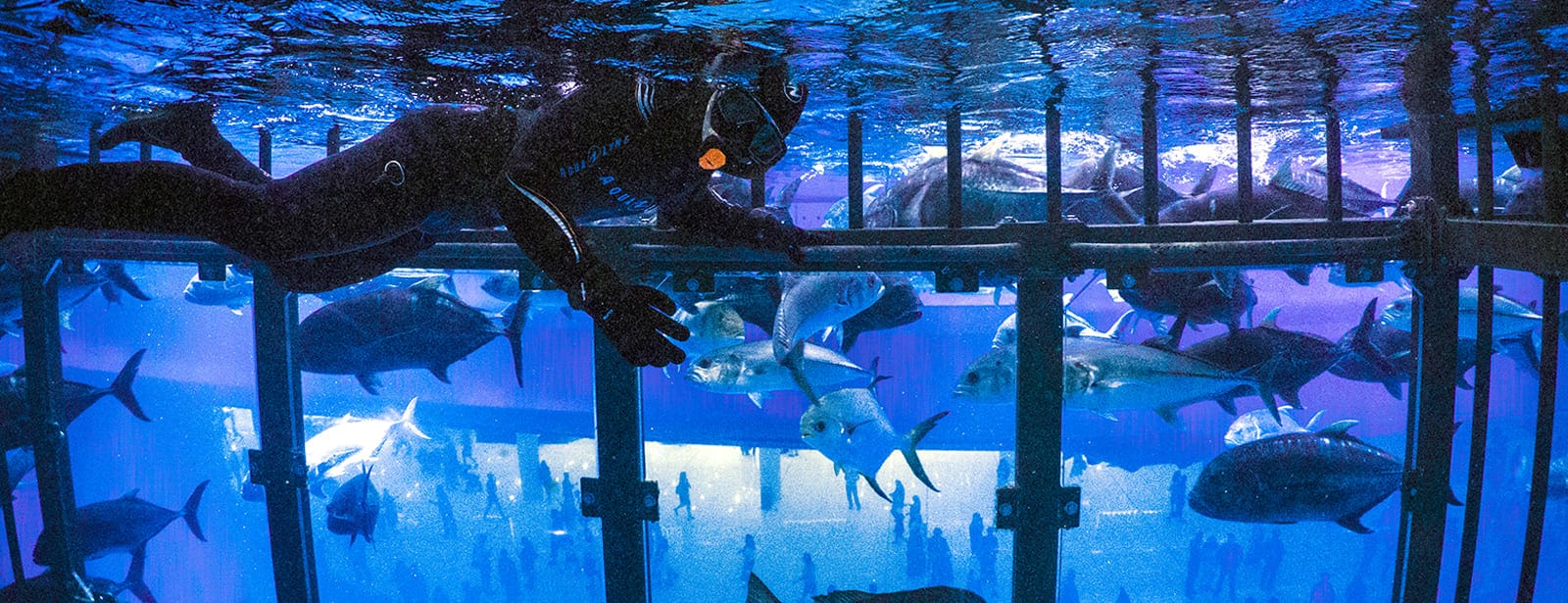 Shark Dive in Dubai Aquarium (Certified Divers Only) Recently Added Experiences at bahrainmegadeals.com