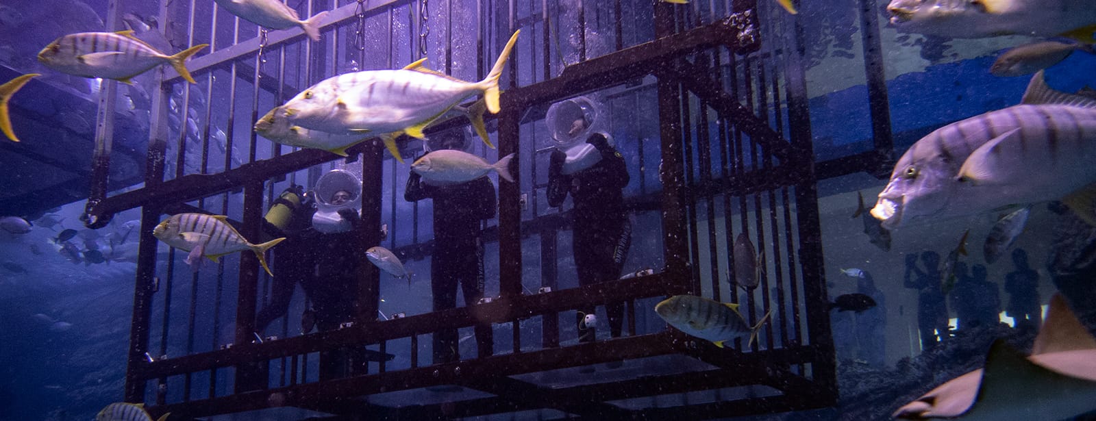 Shark Walker in Dubai Aquarium Recently Added Experiences at bahrainmegadeals.com