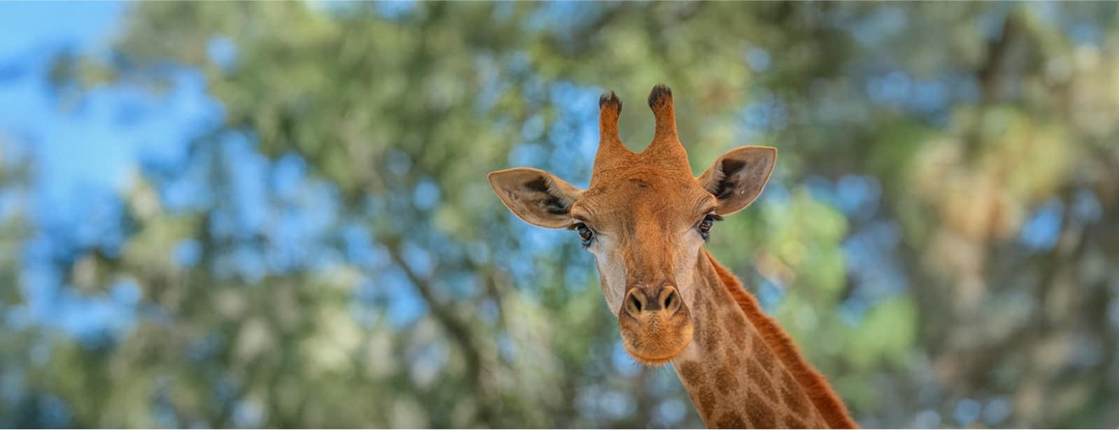 Miracle Garden + Emirates Park Zoo - Combo Must-see attractions at bahrainmegadeals.com