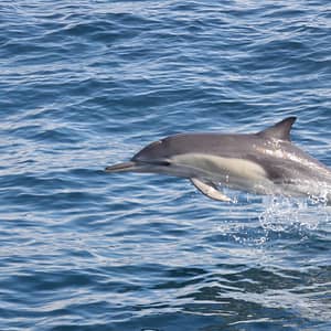 Dolphins Watching - Sightseeing and Tours by Marina Bandar Al Rowdha