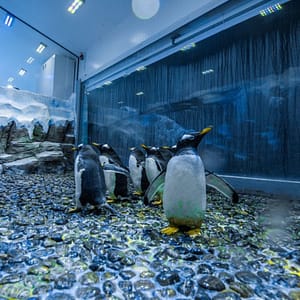 Dubai Aquarium & Underwater Zoo - Penguin Encounter - Experiences by The Dubai Mall