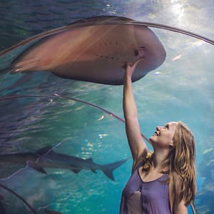 Dubai Aquarium & Underwater Zoo - Ray Encounter - Experiences by The Dubai Mall