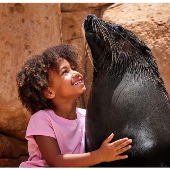 Atlas Village - Sea Lion Experiences at Atlantis The Palm