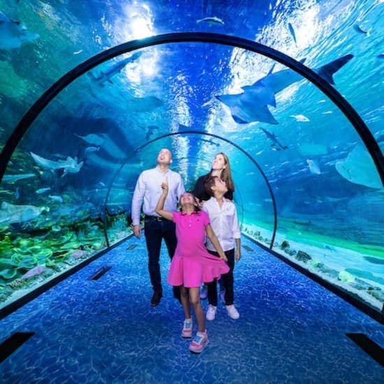 Combo: The National Aquarium Abu Dhabi & The Pixoul Gaming. at The National Aquarium Abu Dhabi