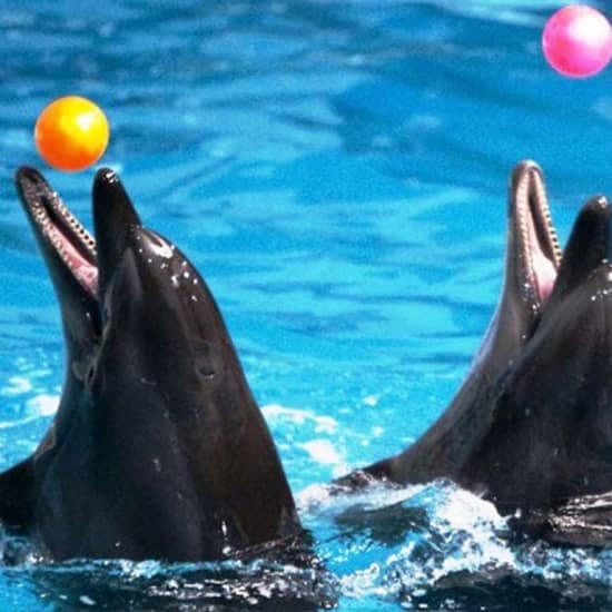 Dubai Dolphinarium: Dolphin & Seal Show at Dubai Dolphinarium