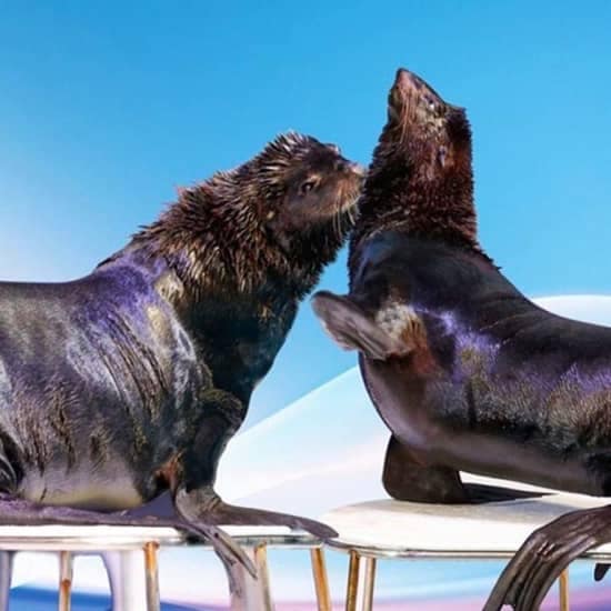 Dubai Dolphinarium: Dolphin & Seal Show at Dubai Dolphinarium, Dubai, United Arab Emirates