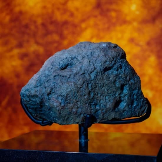 Natural History Museum Abu Dhabi: Entry Ticket at Natural History Museum Abu Dhabi