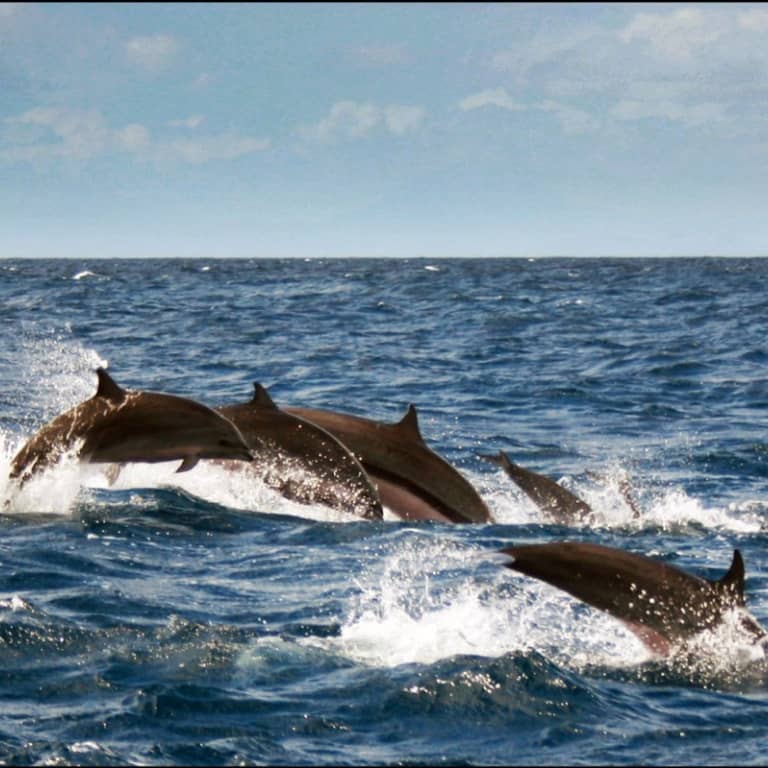 Dolphin Island Boat Trip - Recently Added Experiences by Side