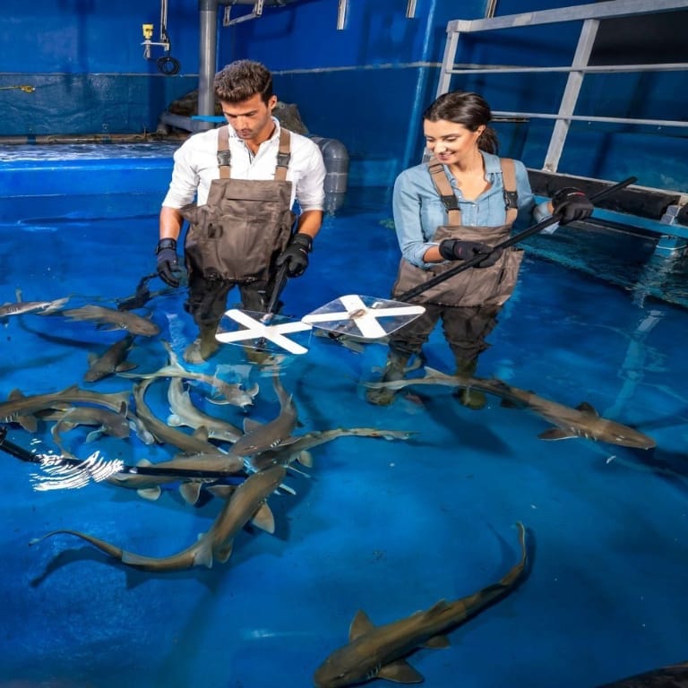 Dubai Aquarium & Underwater Zoo - Shark Trainer Encounter - Experiences by The Dubai Mall