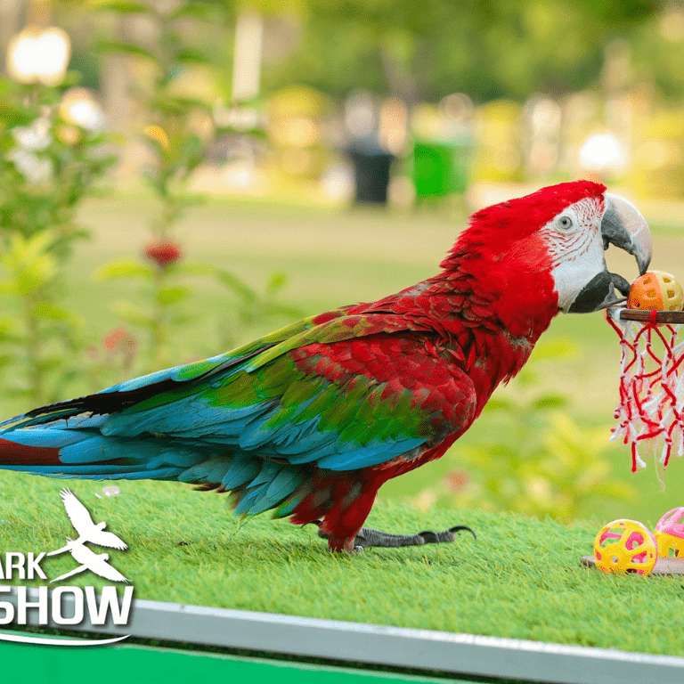 Exotic Bird Show - Dubai Dolphinarium - Dubai Dolphinarium by Dubai Dolphinarium