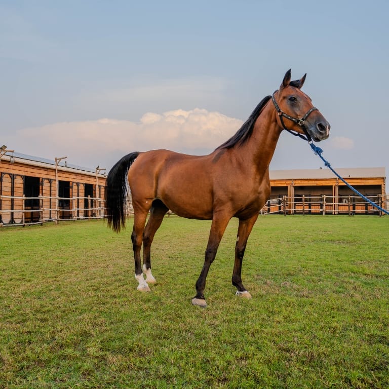 Horse Riding at Al Marmoom Oasis With Transfer - Desert safaris by Al Qudra