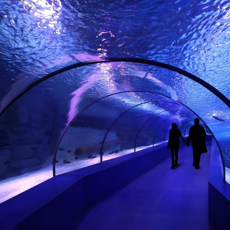 SEA LIFE London Aquarium - Same day Ticket - Top-Rated Attractions by SEA LIFE London Aquarium