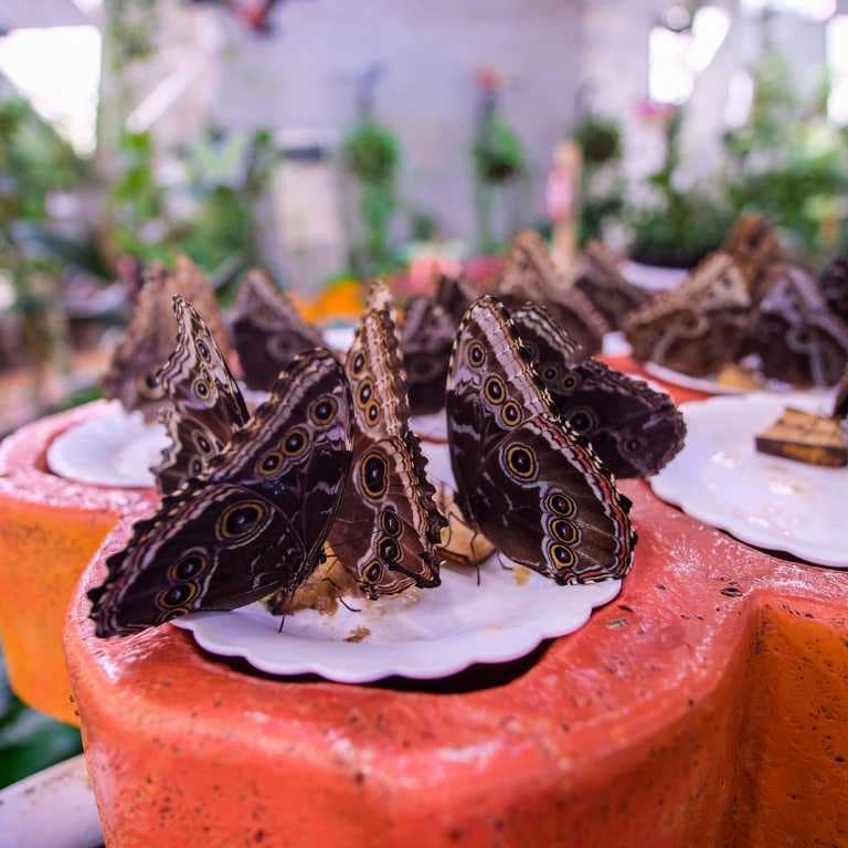 Butterfly Garden Must-see attractions