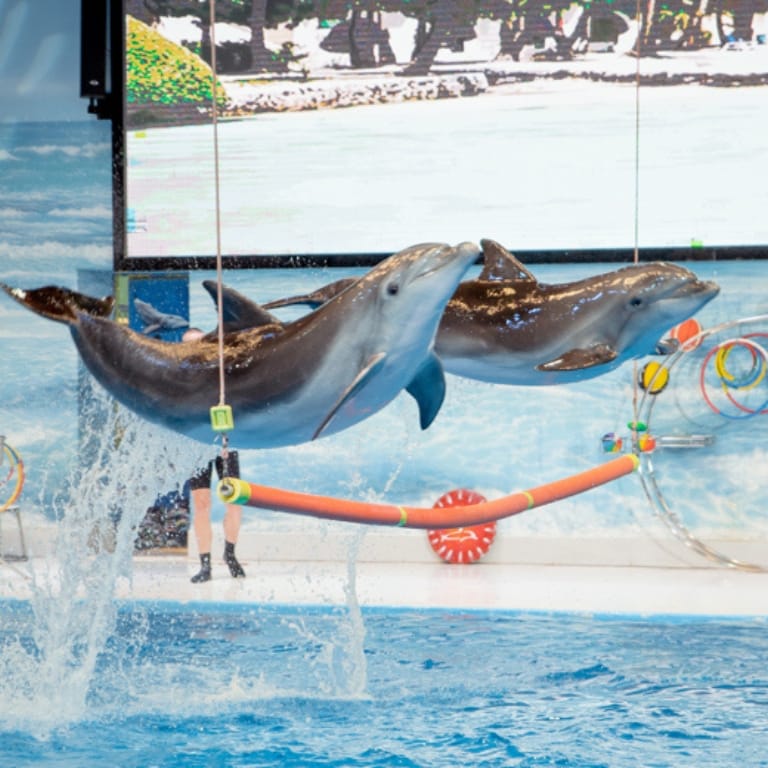 Dolphin & Seal Show - Dubai Dolphinarium + The Green Planet Dubai - Combo Must-see attractions