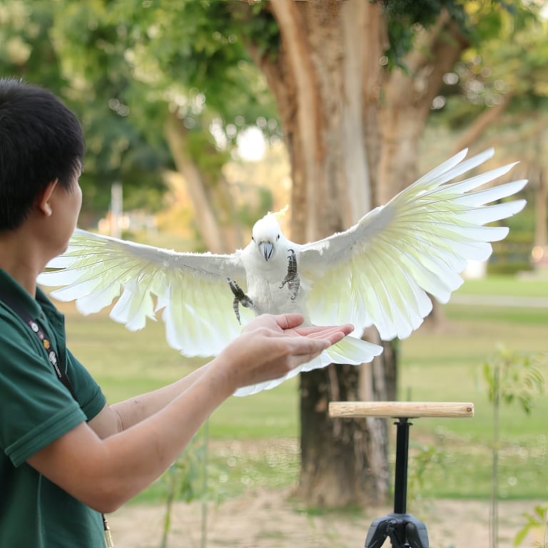 Exotic Bird Show - Dubai Dolphinarium Dubai Dolphinarium