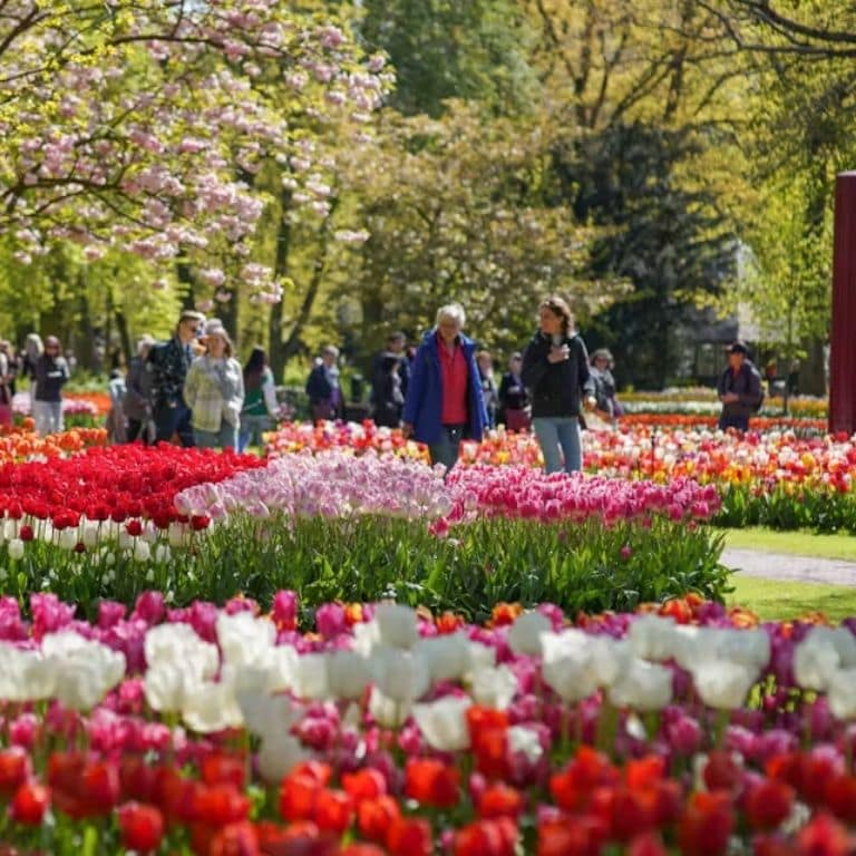 Keukenhof Gardens with transport Recently Added Experiences