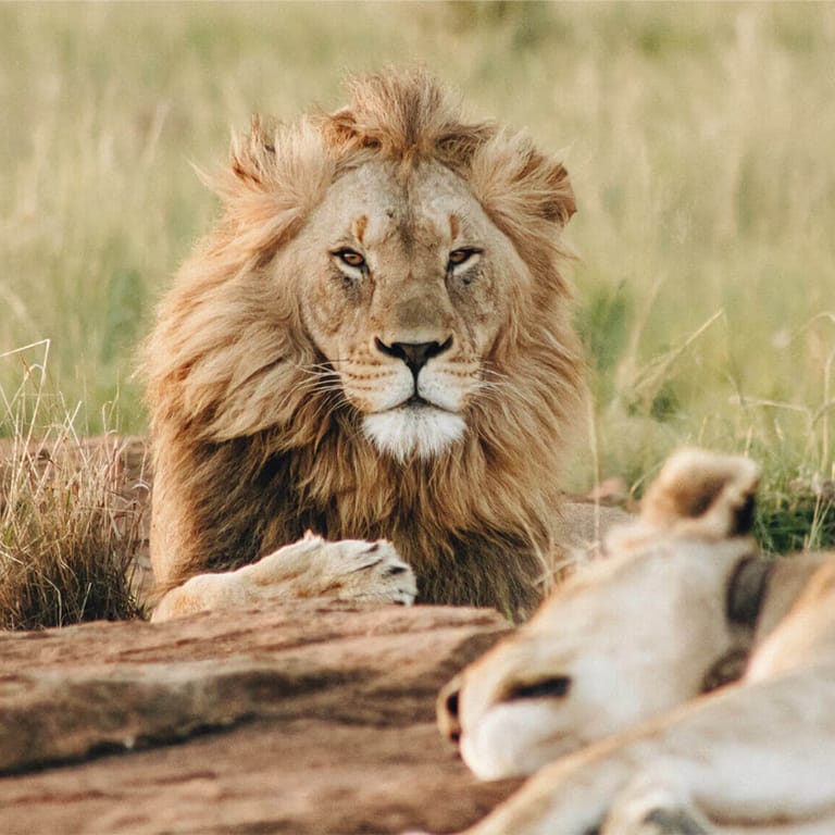 Dubai Safari Park Experiences