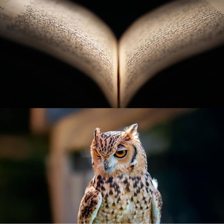 Emirates Park Zoo + Free Light and Peace museum Combos and more adventures