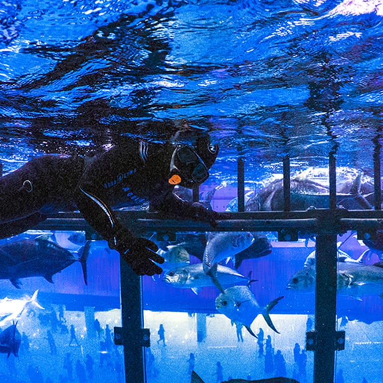 Shark Dive in Dubai Aquarium (Certified Divers Only) Recently Added Experiences