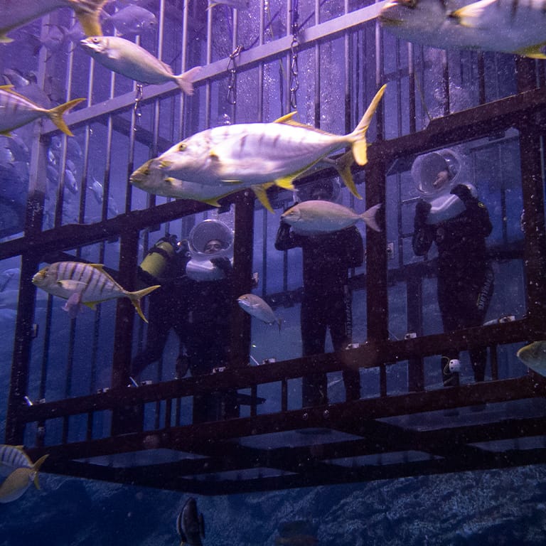 Shark Walker in Dubai Aquarium Recently Added Experiences