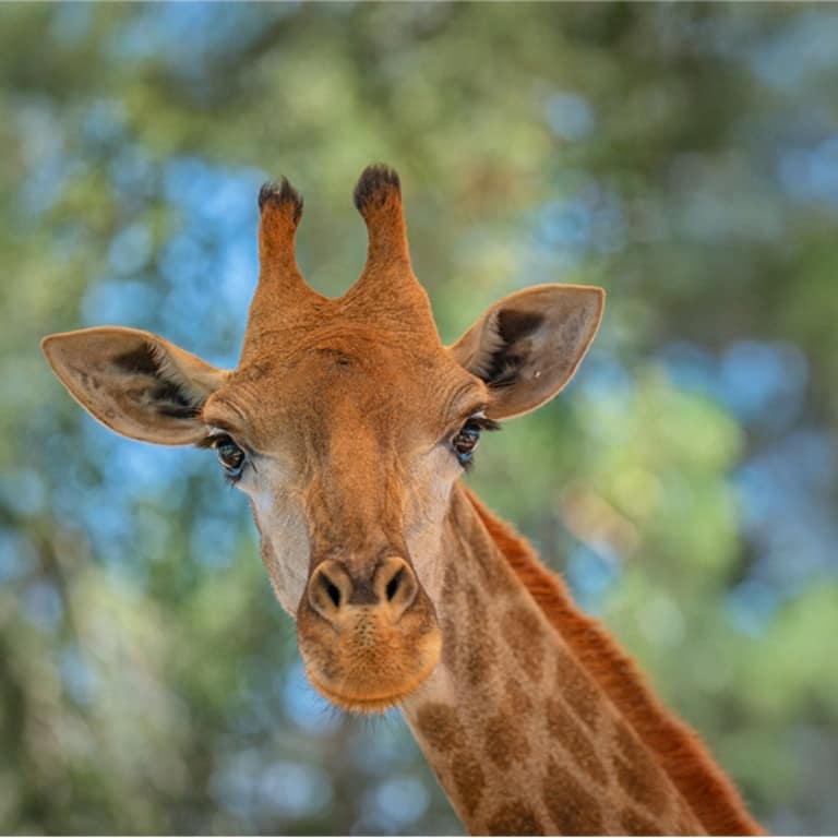 Miracle Garden + Emirates Park Zoo - Combo Must-see attractions