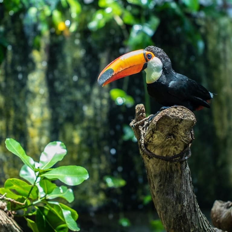 The Green Planet + Ain Dubai - Combo Recently Added Experiences