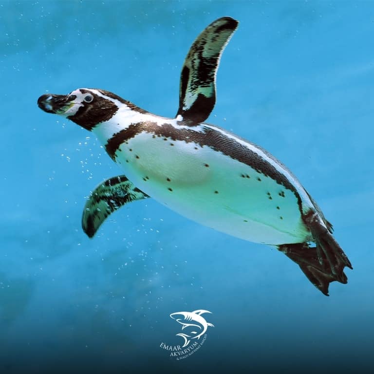 Istanbul Emaar Aquarium Experiences