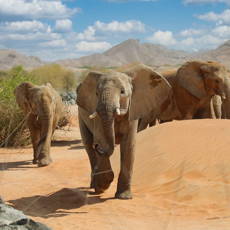 Al Ain Zoo Tickets Experiences